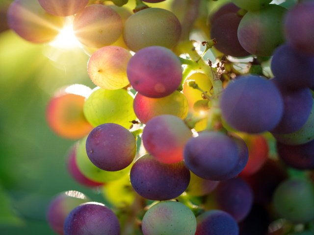 zinfandel-wine-vinhos-californianos-bons-e-baratos-carnivor-pinot-noir-apothic red